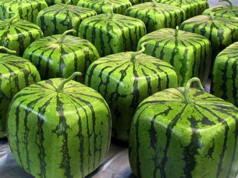 Crazy Shaped Watermelons The Secrets Of The Japanese Luxurious Fruit