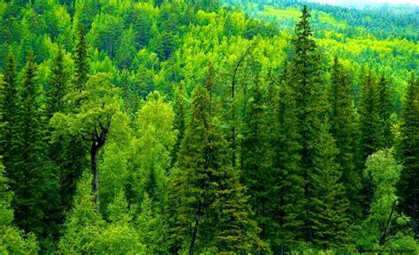 Forest Trees Wallpapers Hd Wallpapers Plus