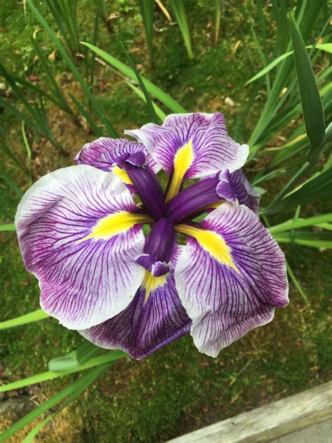 Japanese Beardless Iris | Portland japanese garden, Japanese garden, Japanese