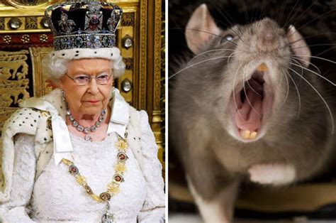 King Rats Found At Cafe Near The Queens Windsor Home Daily Star