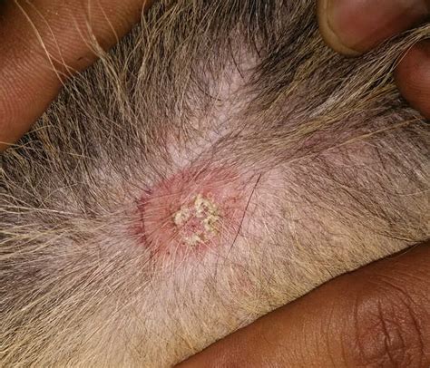 Dry Flaky Skin Dandruff With Hair Loss In Dogs Vet Advice