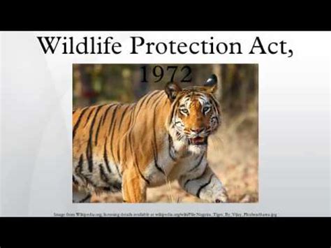 This is the first comprehensive legislation relating to protection of wild life was passed by the parliament and it was assented by the president on 9th september. Wildlife Protection Act, 1972 - YouTube