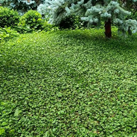 A No Mow Alternative Lawn Of Dichondra An Australasian Native Ground