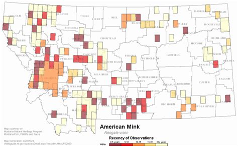 American Mink Montana Field Guide
