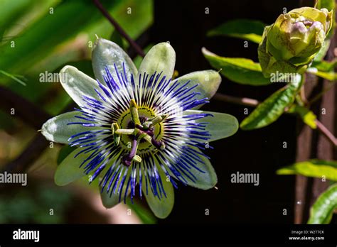 A Blue Passion Flower Passiflora Caerulea Stock Photo Alamy