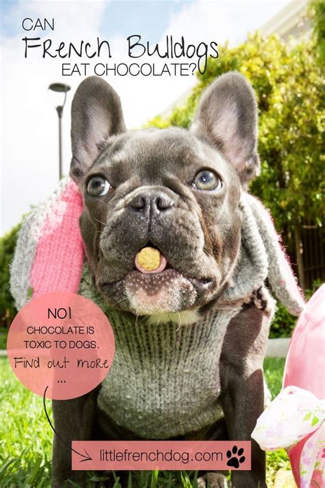 Anything you give your dog to eat should be in moderation, and treats should make up no more than 10 percent of any dog's diet. Can French Bulldogs Eat Chocolate? How Much Can Kill ...