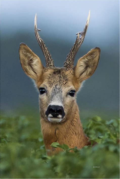Mister Roe Deer | Roe deer, Animals beautiful, Animals