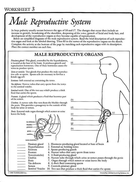 Male Reproductive System Worksheets Answers