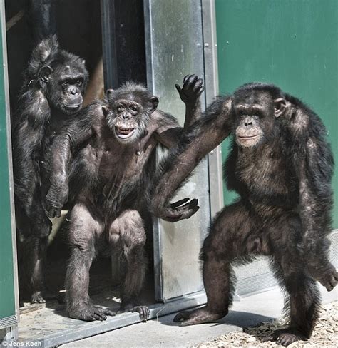 Retro Kimmers Blog Lab Chimps Released To Sanctuary After 30 Years In