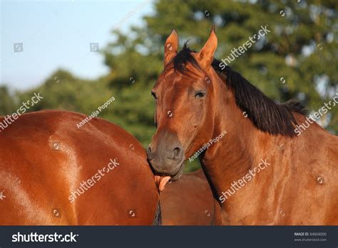 Brown Horse Licking Another Horse Back Stock Photo 84868000 Shutterstock