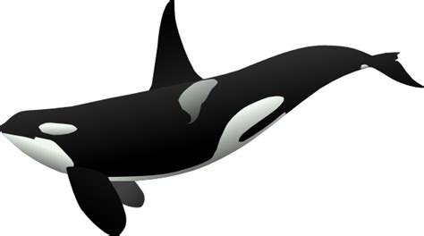 Black and white whale clipart. Orca Clip Art at Clker.com - vector clip art online ...