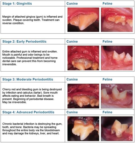 Teeth Diseases Dog