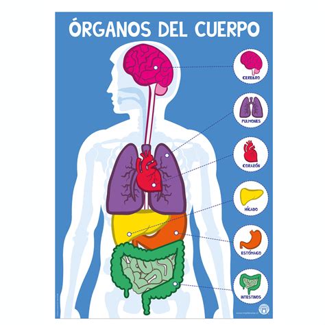 Órganos Del Cuerpo Masterwise