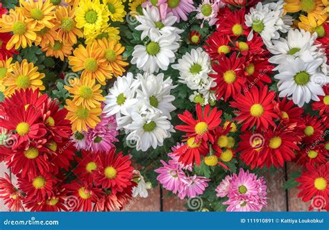 Colorful Chrysanthemum Or Daisies Stock Image Image Of Beautiful