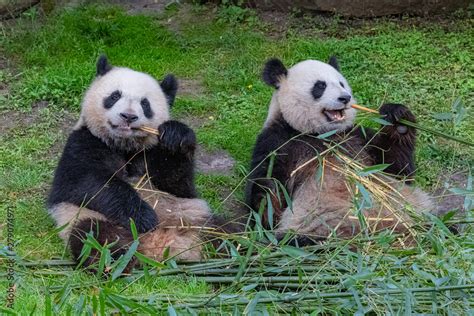 Giant Pandas Bear Pandas The Mother And Her Son Eating Bamboo Stock