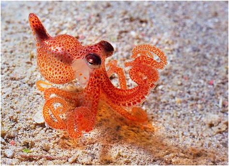 Tiny Octopus Cute Octopus Sea Animals Octopus