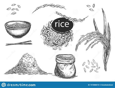 Detailed Hand Drawn Black And White Illustration Set Of Rice Grain