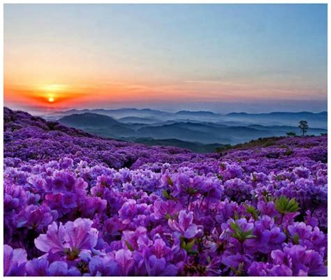 Purple Sunset Nature Photography Flowers Sunset Landscape