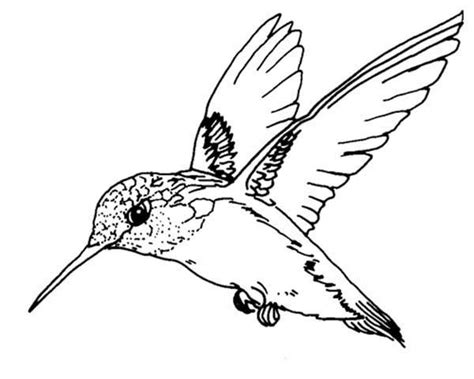 Also a more realistic coloring page for older kids learning about hummingbirds. Birds, : Ruby Throated Hummingbird Bird Coloring Page ...