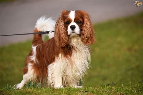 Cavalier King Charles Spaniel Dog Breed Information Buying Advice