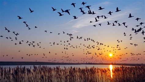 Why Do Birds Migrate At Night Smu Research