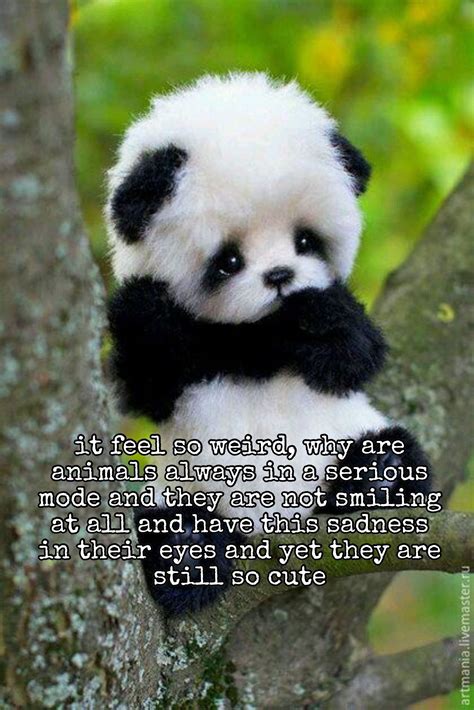 Why Do We Love It Hard Baby Animals Super Cute Cute Panda Baby