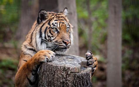 Animals Tiger Nature Depth Of Field Big Cats Tree Stump Wallpaper
