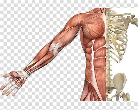 Muscle Clipart Skeletal Muscle Muscle Skeletal Muscle Transparent Free