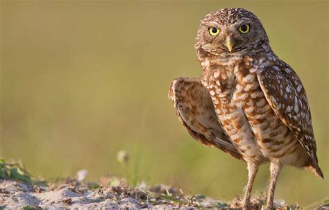 Hinterland Whos Who Burrowing Owl