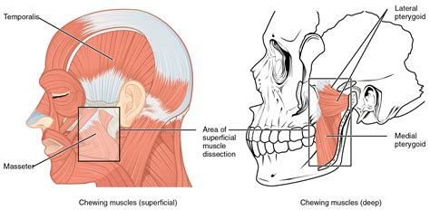 Axial Muscles Of The Head Neck And Back · Anatomy And Physiology