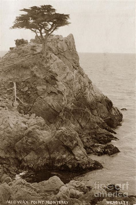 The Lone Cypress Tree On Midway Point Circa 1920 Photograph By Monterey