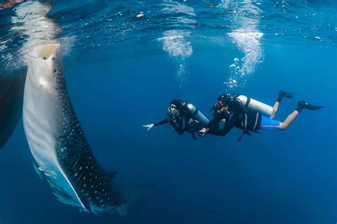 Of The Best Places To Dive With Whale Sharks DIVE Magazine