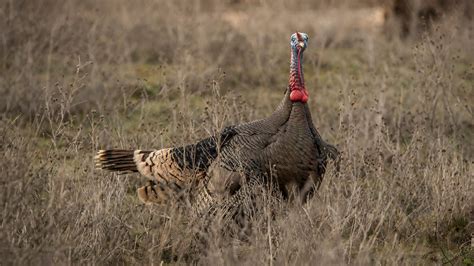 How Fall Turkey Hunting Can Make You A Better Spring Turkey Hunter