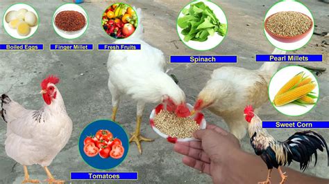 What Do Chickens Eat Chicken Food List What To Feed Chickens