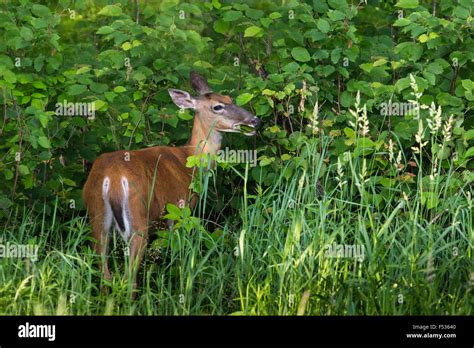 White Tailed Doe Foraging Stock Photo Alamy