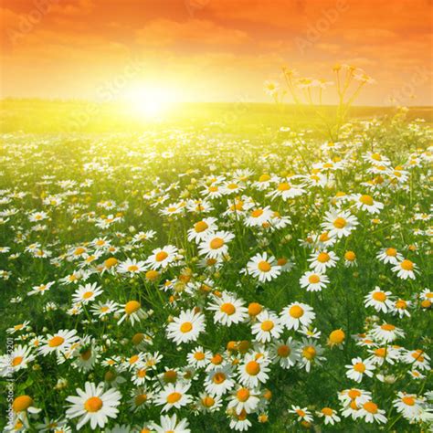 Daisy Field At Sunset Buy This Stock Photo And Explore Similar