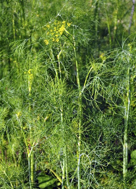 Dill Plant Diseases Tips For Treating Issues With Dill Dummer ゛☀