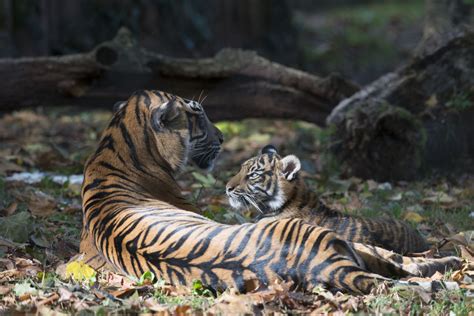 Different factors determine the choice. Tiger's Habitat: What do Tigers Eat? - Animal Sake