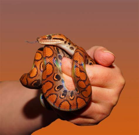 20 Tiny Pet Snakes That Stay Small Beginner Snake Breed Guide Pets