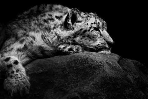 Homepage Of Wolf Ademeit Photographer Animals Animals Domestic Cat