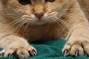 Why do cats have whiskers? Cat Is Losing Claws - Is It a Reason to Visit Vet? | All ...