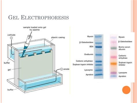 Ppt Exploring Proteins And Proteomes Powerpoint Presentation Free