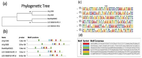 Figure 1 From Induction Of Male Sterility By Targeted Mutation Of A Restorer Of Fertility Gene