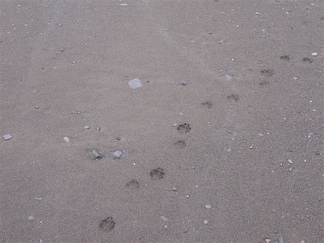 Arctic Fox Footprints At Borebukta Jane Tavener Flickr