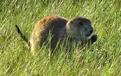 Prairie Dogs In Grasslands National Park Saskatchewan