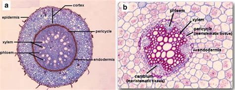 2 Anatomy Of Typical A Monocot And B Dicot Root Download