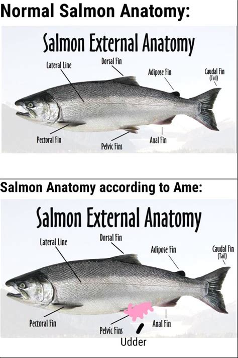 Normal Salmon Anatomy Salmon External Anatomy Dorsal Fin Lateral Line