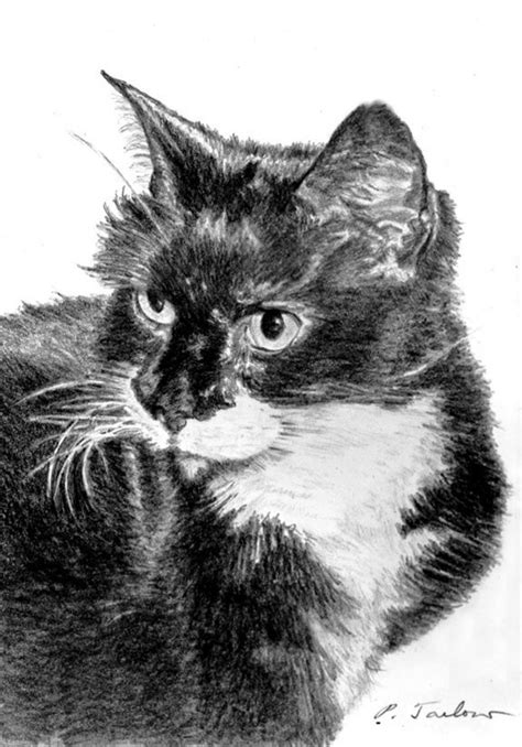 Tuxedo Cat Art Print Black And White Cat Portrait Drawing