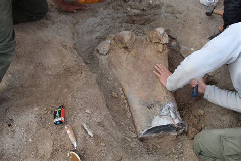 Argentine Scientists Discover One Of Biggest Dinosaur Fossils Ever Daily Sabah