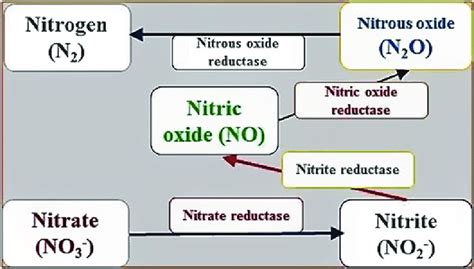 Denitrification The Challenge Of Removing Nitritenitrate In